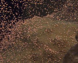 国家地理：大白鲨的长途冒险旅程